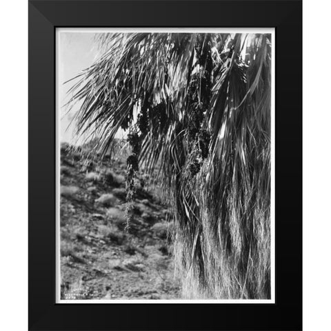 Fan Palm, Fruit, c 1910 Black Modern Wood Framed Art Print by Anonymous