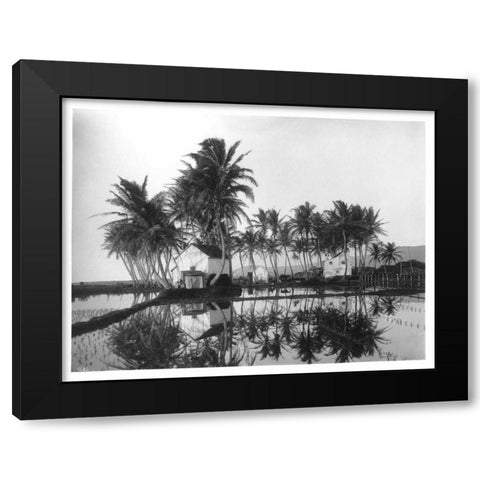 Palms, Hawaiian Rice Paddies, 1907 Black Modern Wood Framed Art Print with Double Matting by Anonymous