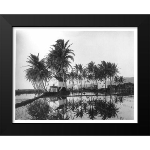 Palms, Hawaiian Rice Paddies, 1907 Black Modern Wood Framed Art Print by Anonymous
