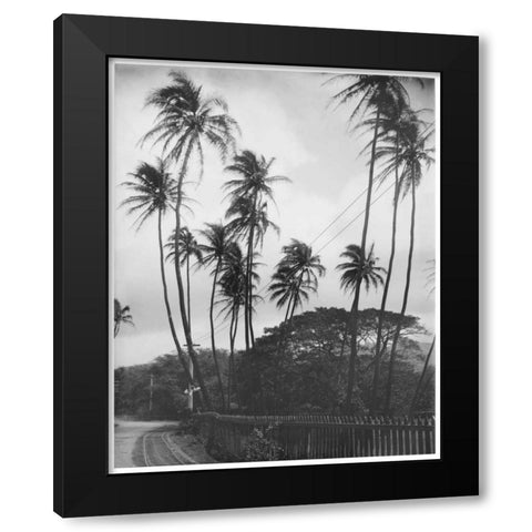 Coconut Palms, Honolulu, 1907 Black Modern Wood Framed Art Print with Double Matting by Anonymous