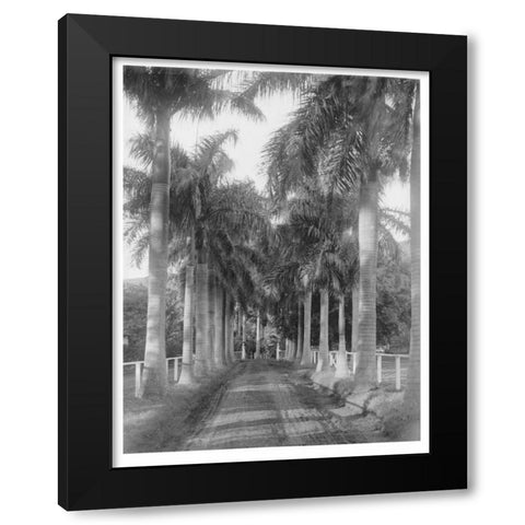 Royal Palm Ave, Honolulu, 1907 Black Modern Wood Framed Art Print with Double Matting by Anonymous