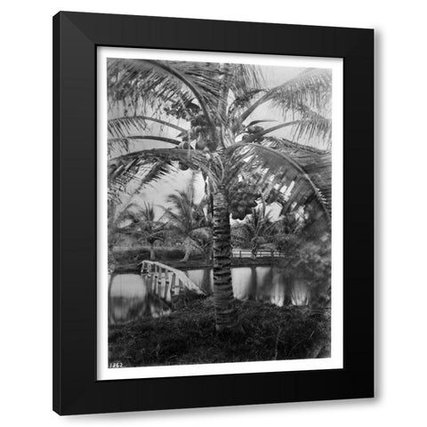 Coconut Palm, Hawaii, 1907-20 Black Modern Wood Framed Art Print with Double Matting by Anonymous