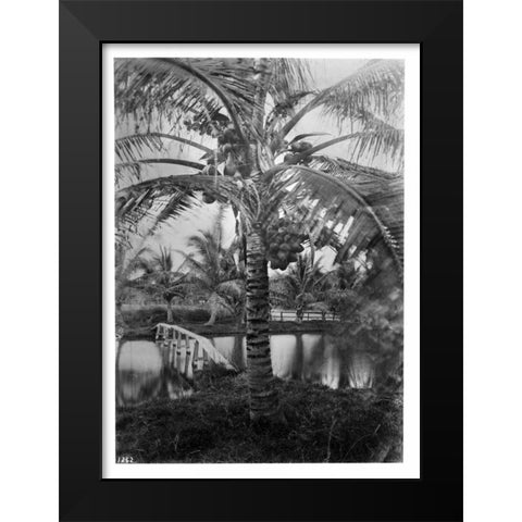 Coconut Palm, Hawaii, 1907-20 Black Modern Wood Framed Art Print by Anonymous