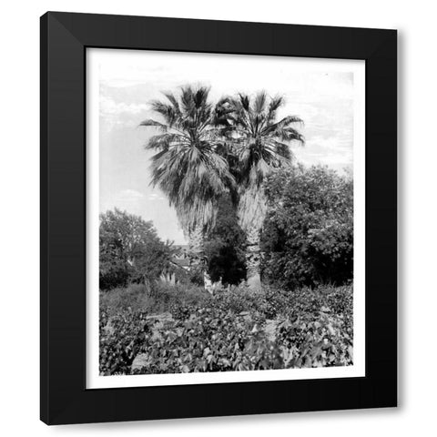 Old Palm Trees, South Pasadena, c1910 Black Modern Wood Framed Art Print with Double Matting by Anonymous