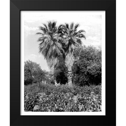 Old Palm Trees, South Pasadena, c1910 Black Modern Wood Framed Art Print by Anonymous