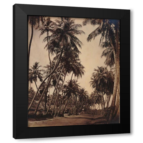 Coconut Palms, Coonoor India 1870 Black Modern Wood Framed Art Print with Double Matting by Anonymous