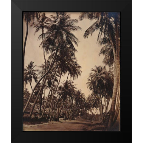 Coconut Palms, Coonoor India 1870 Black Modern Wood Framed Art Print by Anonymous