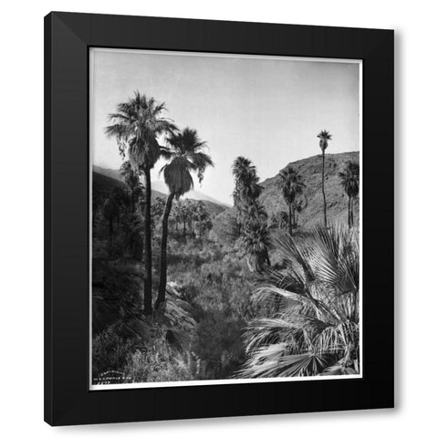 Palm Canyon, Palm Springs c,1903 Black Modern Wood Framed Art Print with Double Matting by Anonymous