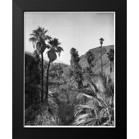 Palm Canyon, Palm Springs c,1903 Black Modern Wood Framed Art Print by Anonymous
