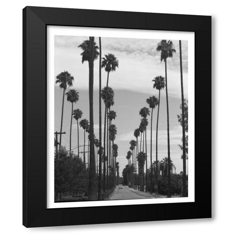 Palm Trees, Victoria Ave, Riverside c1910 Black Modern Wood Framed Art Print with Double Matting by Anonymous