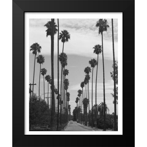 Palm Trees, Victoria Ave, Riverside c1910 Black Modern Wood Framed Art Print by Anonymous