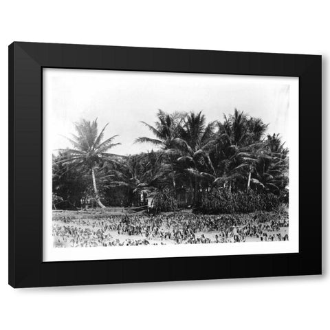 Taro fields, Date Palms, Hawaii 1907 Black Modern Wood Framed Art Print with Double Matting by Anonymous