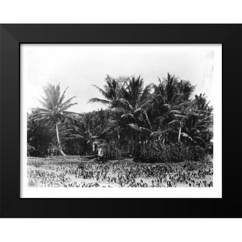 Taro fields, Date Palms, Hawaii 1907 Black Modern Wood Framed Art Print by Anonymous