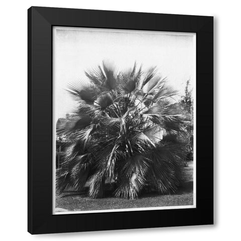 Blue Palm Tree, Figueroa St c1920 Black Modern Wood Framed Art Print with Double Matting by Anonymous