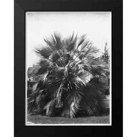 Blue Palm Tree, Figueroa St c1920 Black Modern Wood Framed Art Print by Anonymous