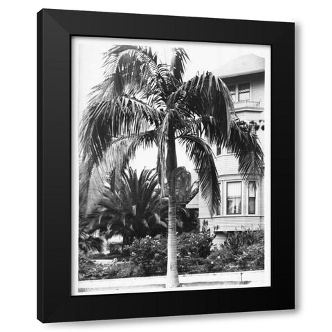Palm, Seaforchia Elygans, CA c 1920 Black Modern Wood Framed Art Print with Double Matting by Anonymous