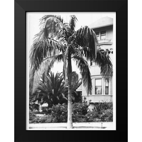 Palm, Seaforchia Elygans, CA c 1920 Black Modern Wood Framed Art Print by Anonymous