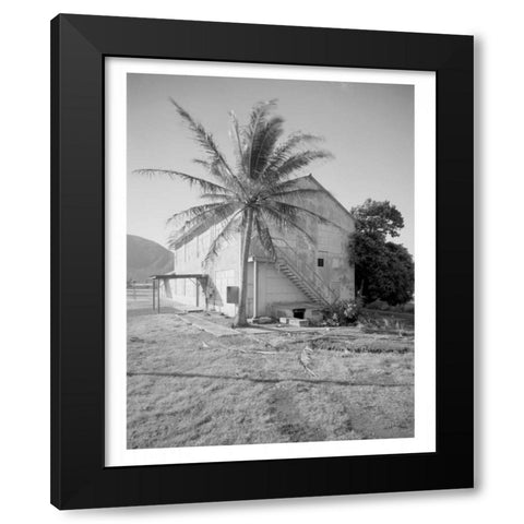 Palm Tree, Naval Magazine Bldg, Hawaii, c1907 Black Modern Wood Framed Art Print with Double Matting by Anonymous