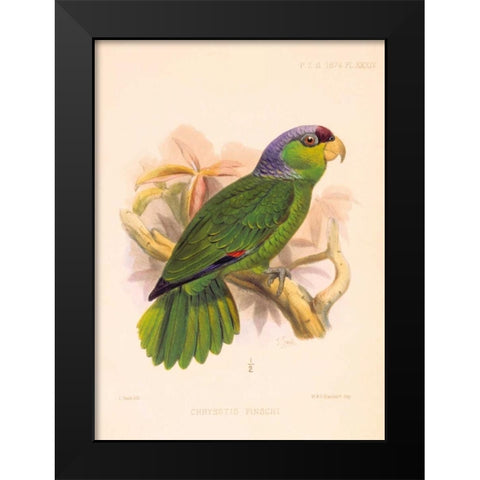 Parrot, Chrysotis Finschi Black Modern Wood Framed Art Print by Smit, Joseph