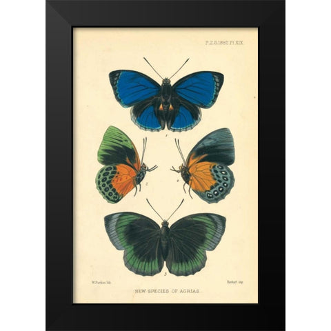 Butterflies, New species of Agrias Black Modern Wood Framed Art Print by Smit, Joseph