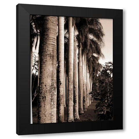 King Palms, Mauritius Black Modern Wood Framed Art Print with Double Matting by Blue, Cyril
