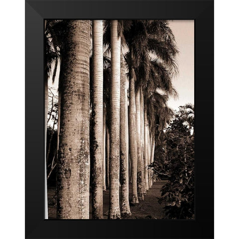 King Palms, Mauritius Black Modern Wood Framed Art Print by Blue, Cyril