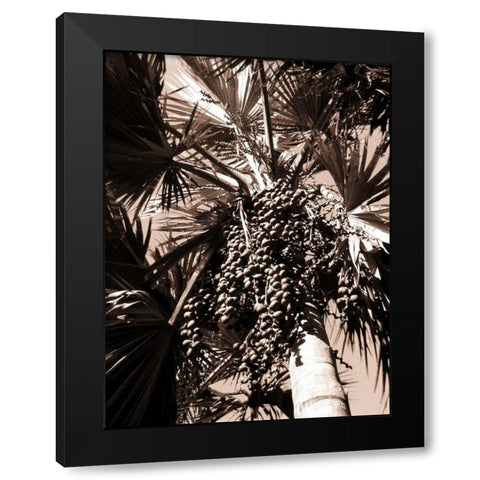 Date Palm, Mauritius Black Modern Wood Framed Art Print with Double Matting by Blue, Cyril