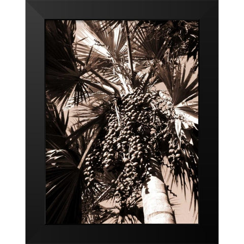 Date Palm, Mauritius Black Modern Wood Framed Art Print by Blue, Cyril