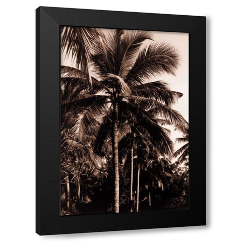 Coconut Palm, Bali Black Modern Wood Framed Art Print by Blue, Cyril