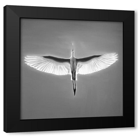 GREAT BLUE HERON IN FLIGHT Black Modern Wood Framed Art Print with Double Matting by Atelier B Art Studio