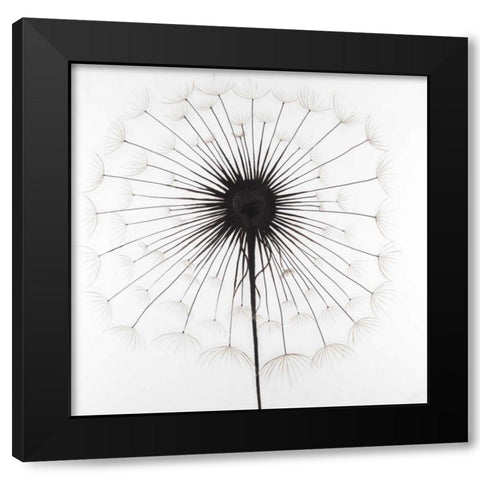 Dandelion Black Modern Wood Framed Art Print with Double Matting by Atelier B Art Studio