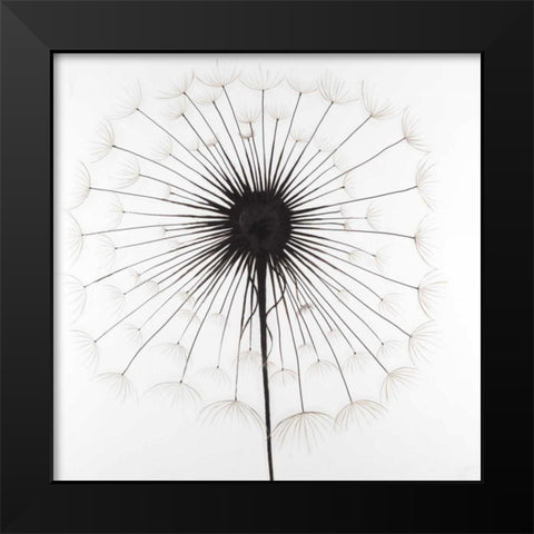 Dandelion Black Modern Wood Framed Art Print by Atelier B Art Studio