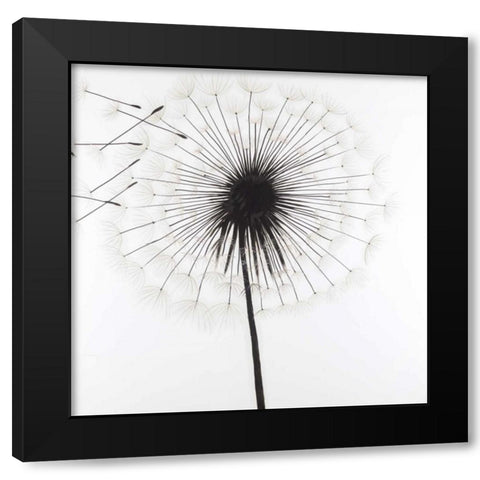 Silhouette of Dandelion Black Modern Wood Framed Art Print with Double Matting by Atelier B Art Studio