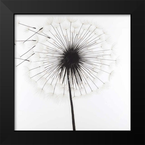 Silhouette of Dandelion Black Modern Wood Framed Art Print by Atelier B Art Studio