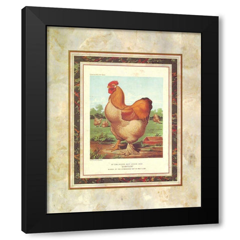 Buff. Cochin Cock, Cassells Poultry Book Black Modern Wood Framed Art Print by Ludlow, J.W.