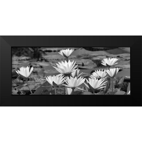 White Innocence Water Black Modern Wood Framed Art Print by Frates, Dennis