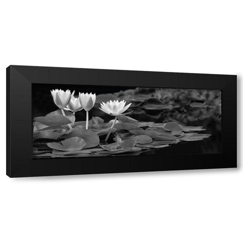Hughes Water Garden Black Modern Wood Framed Art Print with Double Matting by Frates, Dennis