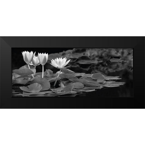 Hughes Water Garden Black Modern Wood Framed Art Print by Frates, Dennis