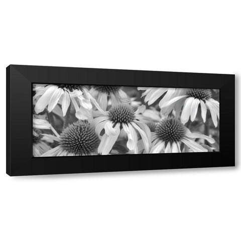 Echinacea Sunrise Black Modern Wood Framed Art Print with Double Matting by Frates, Dennis