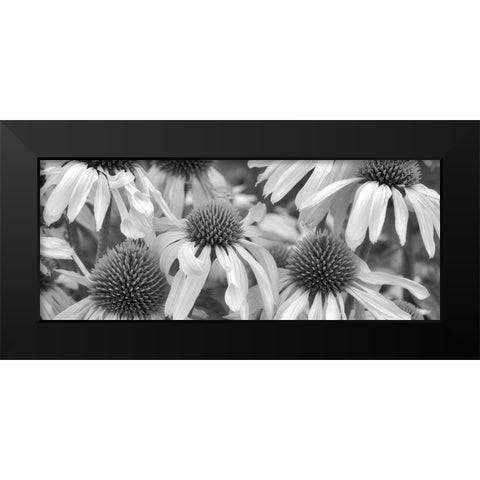Echinacea Sunrise Black Modern Wood Framed Art Print by Frates, Dennis