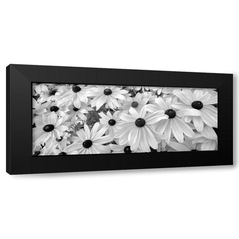 Black Eyed Susans Black Modern Wood Framed Art Print by Frates, Dennis