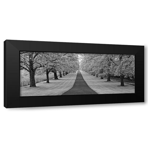 Maple Lined Road Black Modern Wood Framed Art Print with Double Matting by Frates, Dennis