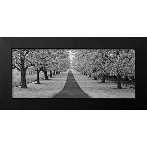 Maple Lined Road Black Modern Wood Framed Art Print by Frates, Dennis