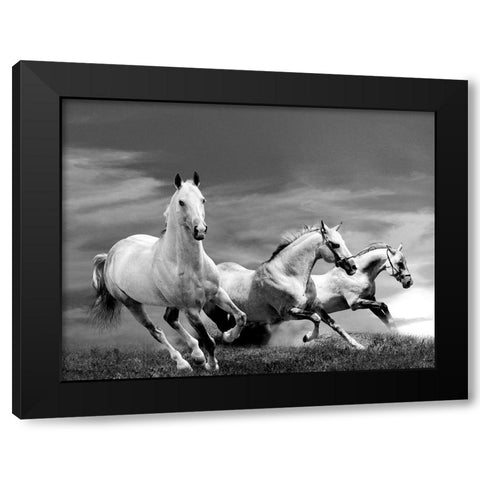 White Stallions Black Modern Wood Framed Art Print with Double Matting by Anonymous