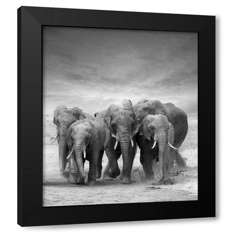 Elephant Herd Black Modern Wood Framed Art Print by Byrdyak, V.