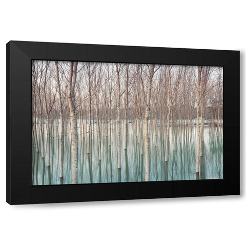 White Birches in the River Black Modern Wood Framed Art Print with Double Matting by Ricordi, Andrea G.