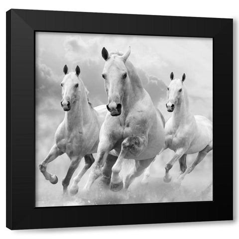 Three White Stallions Black Modern Wood Framed Art Print by Itina, Maria