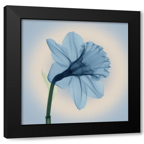 Veiled Blossom, Blue Black Modern Wood Framed Art Print by Anonymous