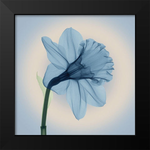 Veiled Blossom, Blue Black Modern Wood Framed Art Print by Anonymous