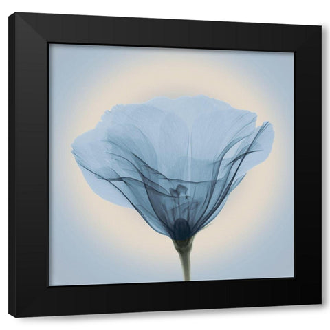 Poppy in Lace, Blue Black Modern Wood Framed Art Print by Anonymous